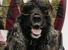 A.P.C. Lifestyle - Dog wearing A.P.C. Sunglasses sitting on an A.P.C. Quilt.